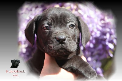 b du gilwesk 4 - Cane Corso