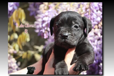 b du gilwesk 2 - Cane Corso