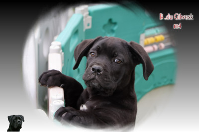 Les chiots de Cane Corso
