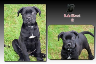 Les chiots de Cane Corso