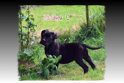 Les chiots de Cane Corso
