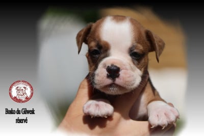 Les chiots de Bulldog continental