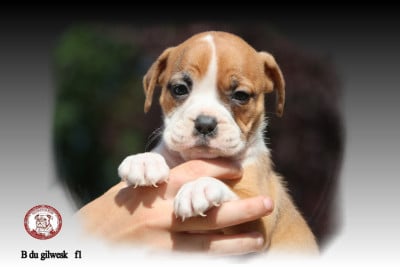 Les chiots de Bulldog continental