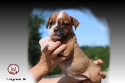 Les chiots de Bulldog continental