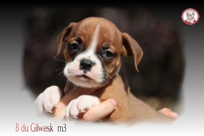 Les chiots de Bulldog continental