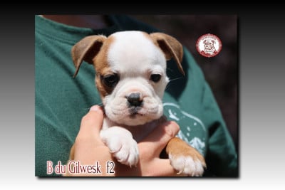 Les chiots de Bulldog continental