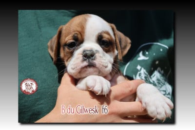 Les chiots de Bulldog continental