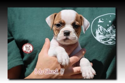 Les chiots de Bulldog continental