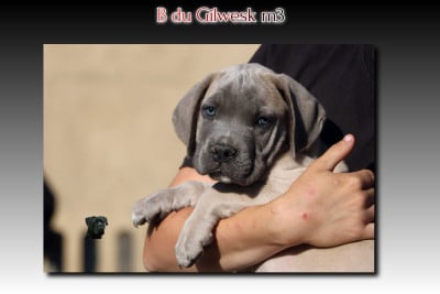 Les chiots de Cane Corso