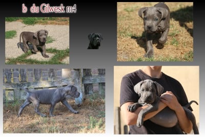 Les chiots de Cane Corso