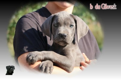 Les chiots de Cane Corso