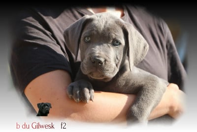 Les chiots de Cane Corso