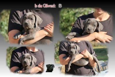 Les chiots de Cane Corso