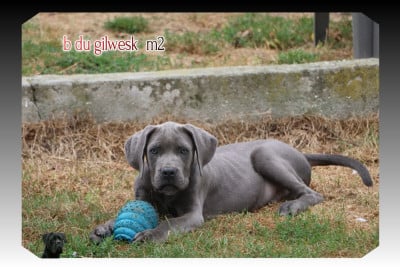Les chiots de Cane Corso
