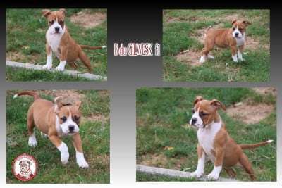 Les chiots de Bulldog continental