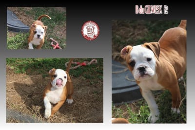 Les chiots de Bulldog continental