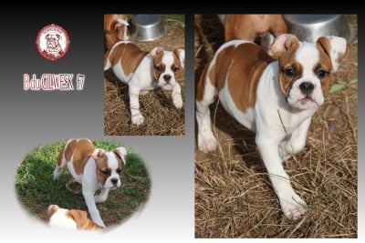 Les chiots de Bulldog continental