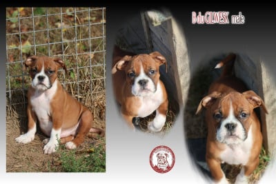 Les chiots de Bulldog continental