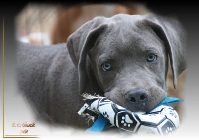 Les chiots de Cane Corso