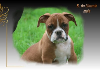 Les chiots de Bulldog continental