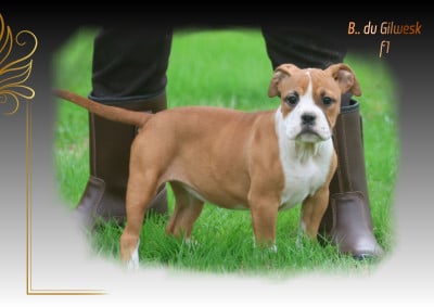Les chiots de Bulldog continental