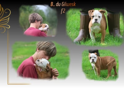 Les chiots de Bulldog continental