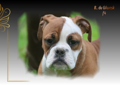 Les chiots de Bulldog continental