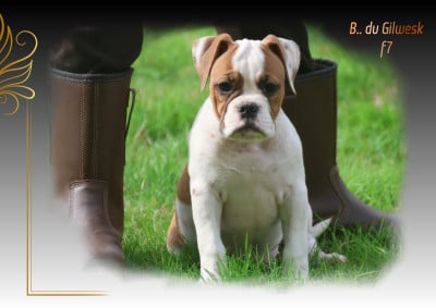 Les chiots de Bulldog continental