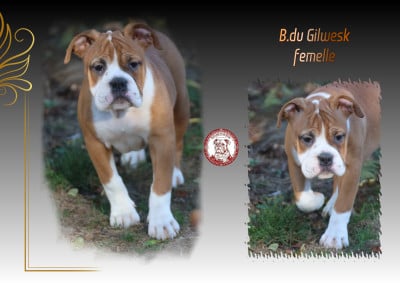 Les chiots de Bulldog continental