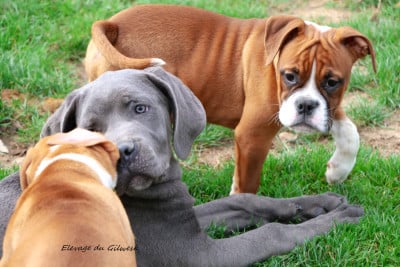 Les chiots de Bulldog continental