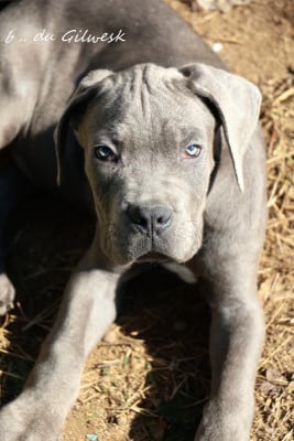Cane Corso
