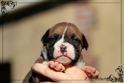 Les chiots de Bulldog continental