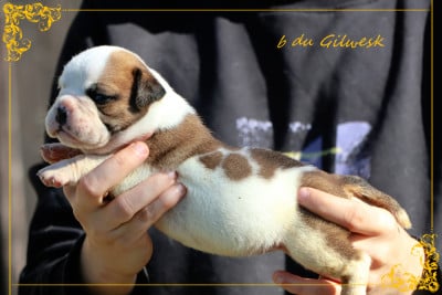 Les chiots de Bulldog continental