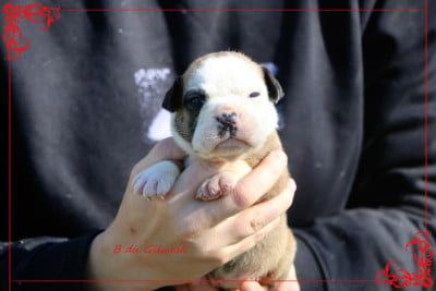 Les chiots de Bulldog continental