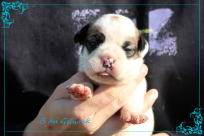 Les chiots de Bulldog continental