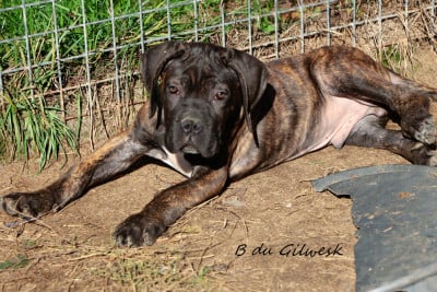 Les chiots de Cane Corso
