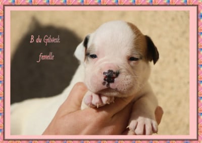 Les chiots de Bulldog continental