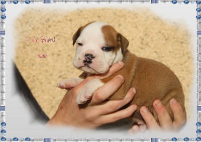 Les chiots de Bulldog continental