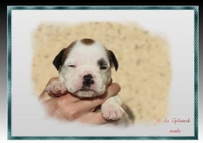 Les chiots de Bulldog continental