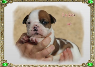 Les chiots de Bulldog continental