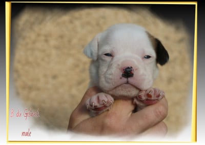Les chiots de Bulldog continental