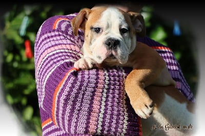 Les chiots de Bulldog continental