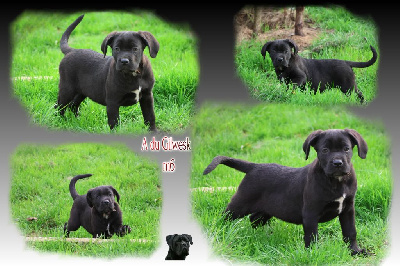 Les chiots de Cane Corso