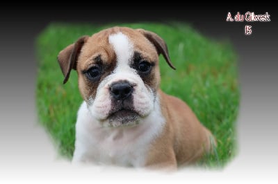 Les chiots de Bulldog continental