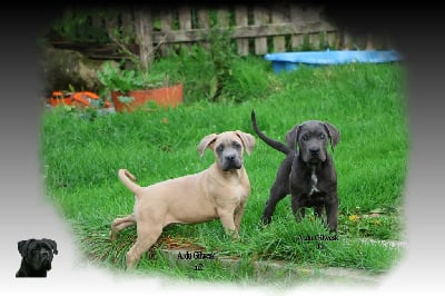 Les chiots de Cane Corso