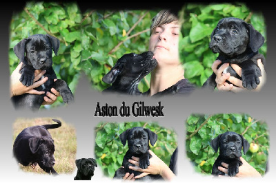 Les chiots de Cane Corso