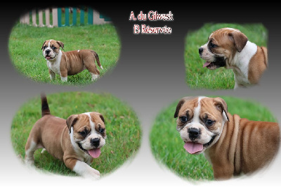 Les chiots de Bulldog continental