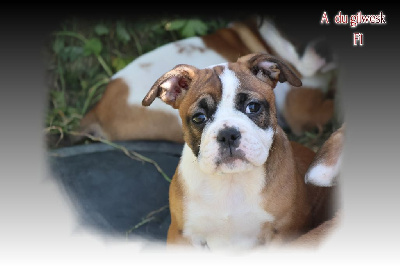 Les chiots de Bulldog continental