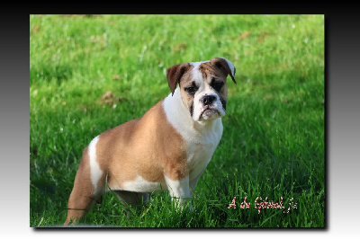 Les chiots de Bulldog continental