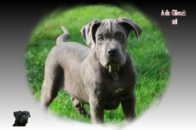Les chiots de Cane Corso